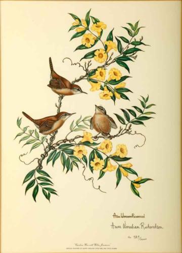 Yellow Jasmine and Carolina Wren by Anne Worsham Richardson 